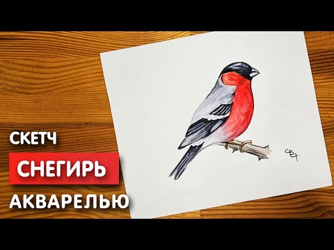 Видео: Как нарисовать снегиря карандашом и акварелью начинающим | Рисунок поэтапно и легко для детей
