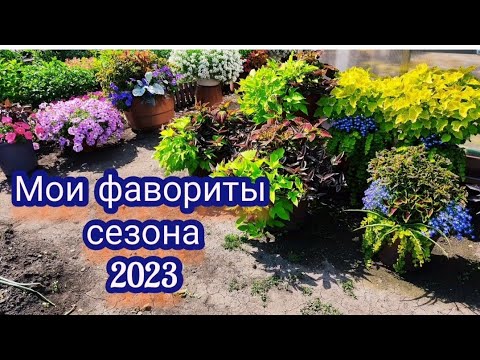 Видео: Колеусы, ипомеи, вербейник в цветочных композициях. Что получилось 🧐