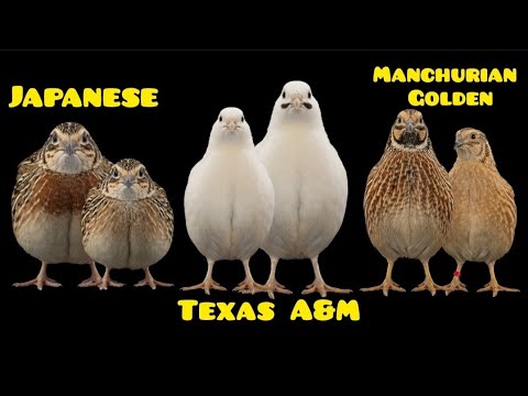 Видео: 3 самых прибыльных сорта перепелов для производства яиц.