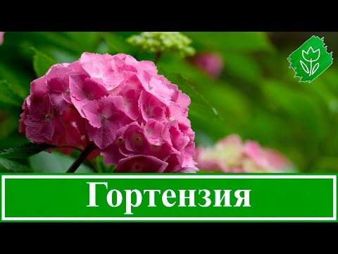 Видео: Посадка и уход за гортензией, выращивание садовой гортензии