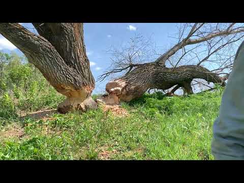 Видео: Сплав по Кырыкмасу(Удмуртия). 17-18 июня 2023 года. Часть 3.