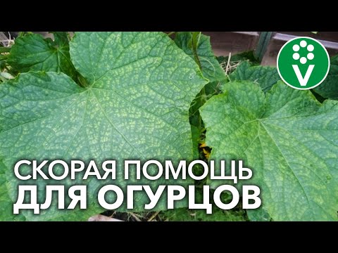 Видео: СПАСАЕМ ОГУРЦЫ ОТ ВСЕХ БОЛЕЗНЕЙ! Диагностика болезней огурцов по фотографиям