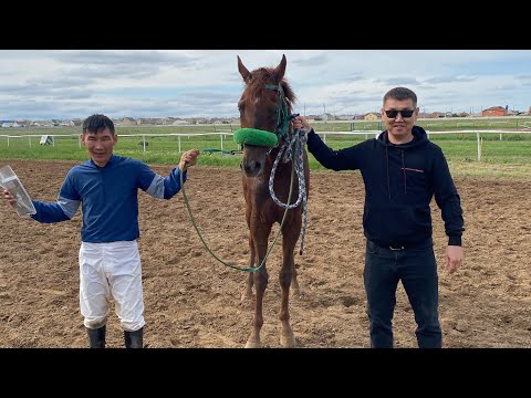 Видео: Элистинский ипподром скачка на 1600 м 9 мая 2023