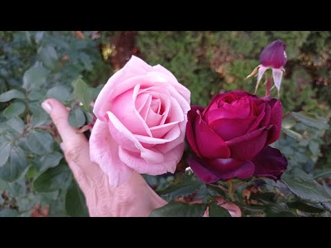 Видео: 🌹 Октябрь 2025, розы продолжают цвести. 