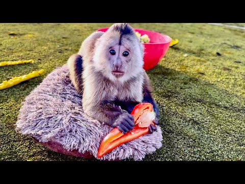 Видео: Финик РАССМЕШИЛ ДО СЛЕЗ! Он приделал себе к лежанке антенну и ДЕРЖИТЬ СВЯЗЬ С АЗОРСКИМИ ОСТРОВАМИ!