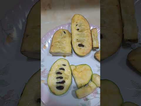 Видео: Азимина, продолжение видео дегустации плодов.