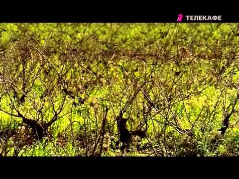 Видео: ВИНОГРАДНЫЙ ДЕНЬ   10 серия 1