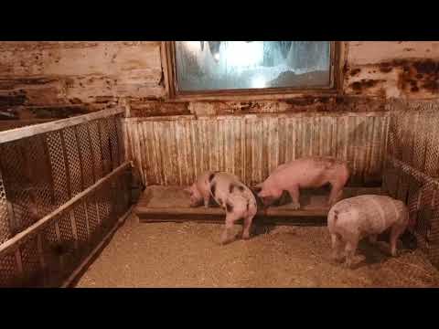 Видео: ‼️## Какие существуют способы кастрации поросят, сделал станок для кастрации##‼️