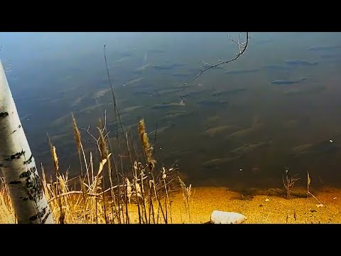 Видео: СТОЛЬКО РЫБЫ Я ЕЩЕ НЕ ВИДЕЛ! ЗАТОПЛЕННЫЙ ЛЕС С РЫБОЙ. Рыбалка в микроречке на спиннинг.