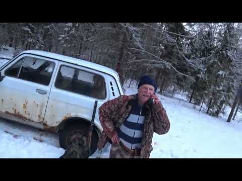 Видео: Охота на зайца с Русскими гончими  15 января 2025