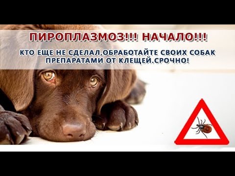 Видео: Собаку укусил клещ. Бабезиоз. Пироплазмоз.