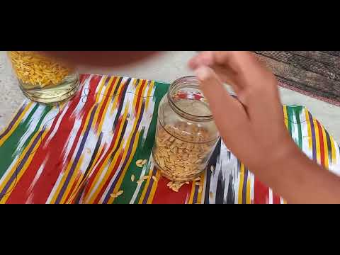 Видео: 2025-04-15-апрел ковун уруғ увитиш жараёни.