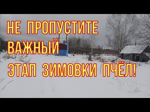 Видео: Не пропустите очень важный этап зимовки пчёл. Можно пропустить важное на пасеке. Осмотр зимовников.