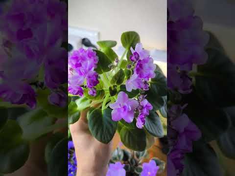 Видео: Немного цветущих фиалок