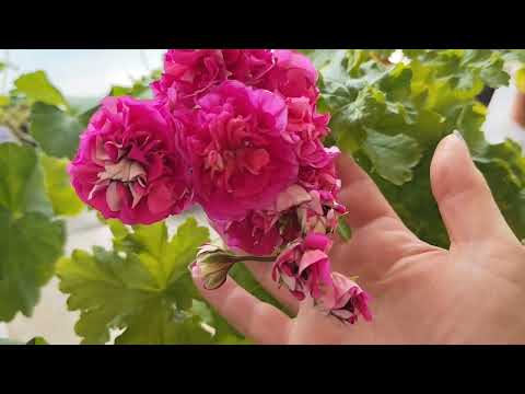 Видео: Сентябрь.Чем занимаюсь и как мои пеларгонии.