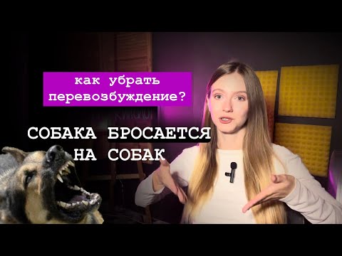 Видео: Кейс из практики КИНОЛОГА: броски на людей/собак