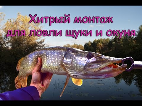 Видео: Хитрый монтаж для ловли щуки и окуня