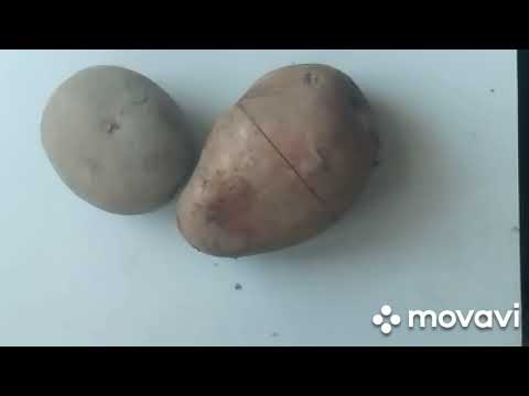 Видео: MovaviClips Video 19 РЕЗКА КЛУБНЕЙ И ПОВЫШЕНИЕ  УРОЖАЙНОСТИ КАРТОФЕЛЯ