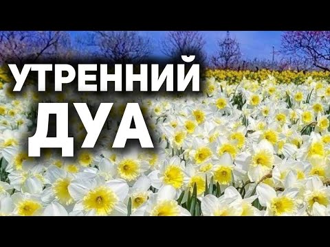 Видео: УТРЕННИЙ ДУА أذكار الصباح ЗАЩИТИТЬ ВАС ВЕСЬ ДЕНЬ | СЛУШАЙТЕ КАЖДОЕ УТРО!