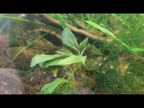 Видео: Аквариумные растения в тепличках. Зачем это надо и как сделать тепличку.