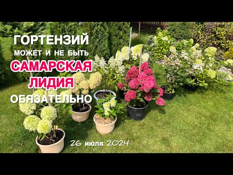 Видео: САМАРСКАЯ ЛИДИЯ ЭТО ФАНТАСТИКА!! БИ ГРИН и ОБЗОР 9 СОРТОВ ГОРТЕНЗИЙ.