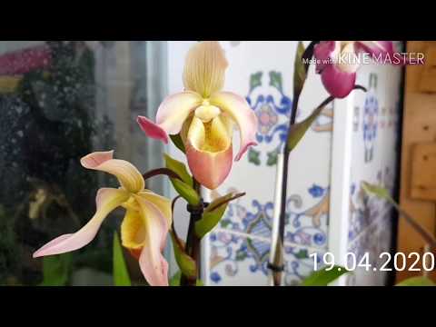 Видео: Цветение фрагмипедиум. Phragmipedium Cardinale y Phragmipedium Ainsworthii.