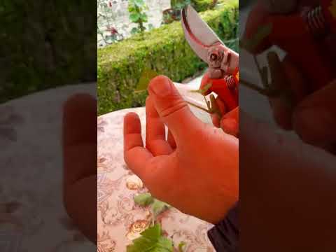 Видео: Присаждане на стара лоза под кора-24.05.2022г