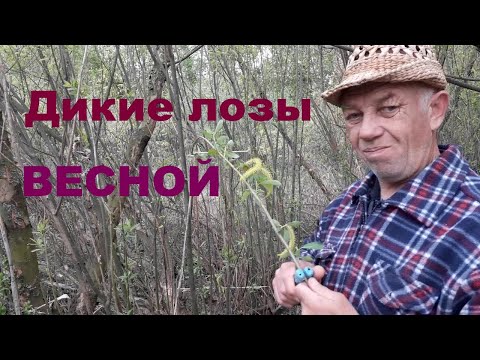 Видео: Дикие лозы весной.Заплаточник он же белотал.