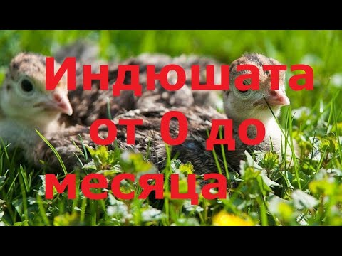 Видео: Индюшата от 0 до месяца. Мой опыт содержания, кормления. Часть 1