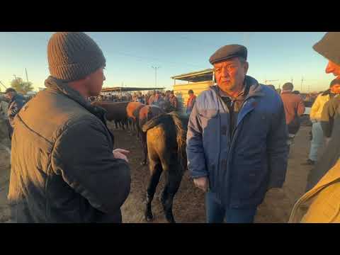 Видео: Хоразм богот мол бозори катта хокиз нархлари зорларидан13 ноября 2025 г.