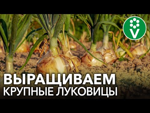 Видео: В ЧЕМ СЕКРЕТ ХОРОШЕГО УРОЖАЯ ЛУКА? И где не ищите чудес