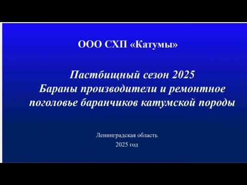Видео: Пастбищный сезон 2025 года в ООО СХП "Катумы" - бараны и баранчики катумской породы