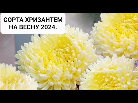 Видео: СОРТА ХРИЗАНТЕМ ЗИМОСТОЙКИХ СОРТОВ НА ВЕСНУ 2024. ПРИГЛАШАЮ ПОЛЮБОВАТЬСЯ КРАСОТОЙ МОЕЙ ХРИЗАНТЕМЫ.