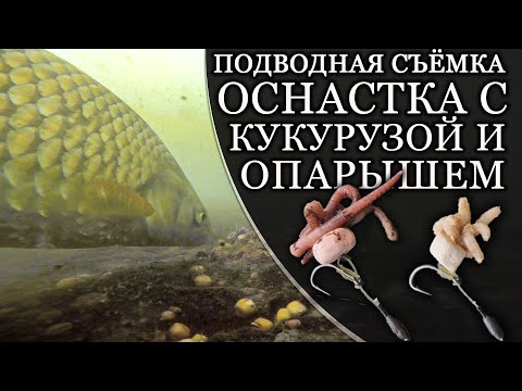 Видео: ОСНАСТКА С КУКУРУЗОЙ И ОПАРЫШЕМ ДЛЯ КРУПНОЙ РЫБЫ. Подводная съёмка