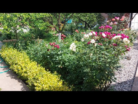 Видео: Такой  Плов у меня  Получился  советую  и Вам‼️‼️‼️👍👍👍