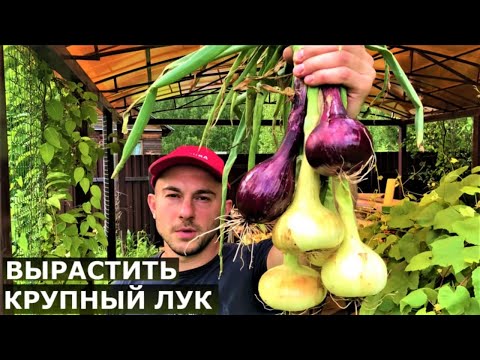 Видео: Крупный севок. Можно избежать стрелкования!