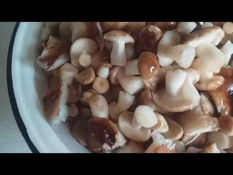 Видео: Маринованные подтопольники,(рядовки)