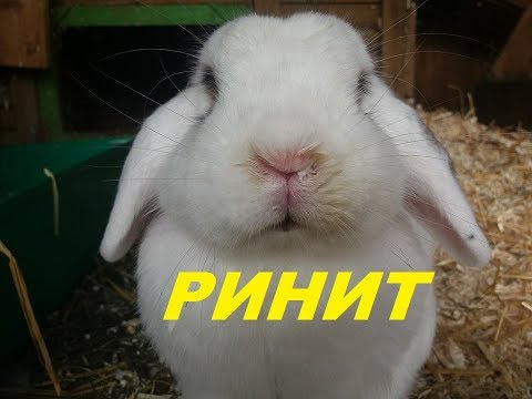 Видео: Ринит у кроликов. Лечение насморка у кролика.