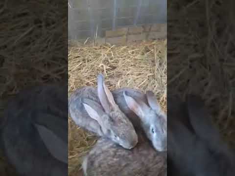 Видео: Двух недельные пузатики и их двоюродные 42 дня #bunny #rabbit