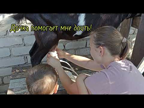 Видео: Доильный станок и доильный аппарат.