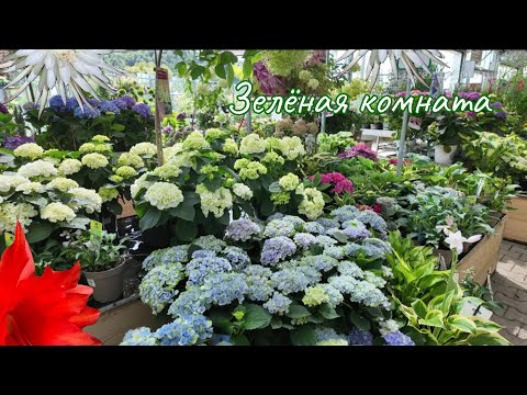 Видео: Видеообзор и новые находки: растения, которые могут удивить.
