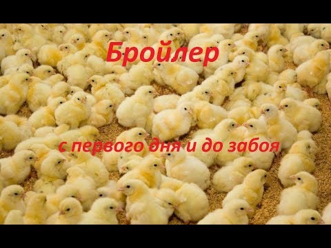 Видео: Бройлеры с первого дня и до забоя Ч1