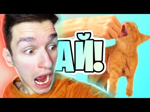 Видео: КОТ ПЕРЕПУТАЛ ПАЛЕЦ С ЕДОЙ! (Было больно)
