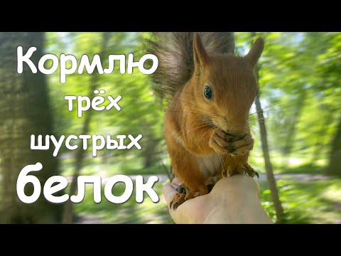 Видео: Кормлю трёх наглых белок. Белка поцарапала мне руку длинными когтями.