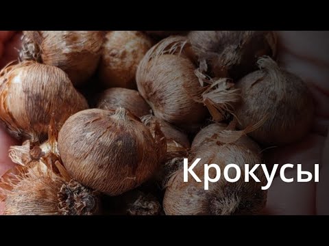 Видео: Крокусы