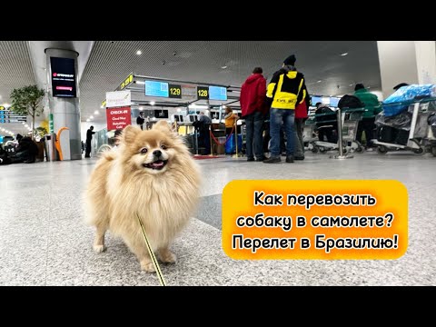 Видео: Как перевозить собаку в самолете? Перелет из Иркутска в Бразилию!