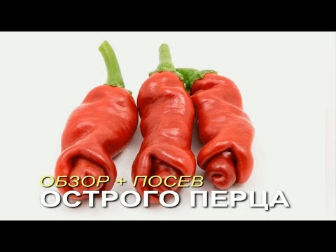 Видео: Любимые сорта ОСТРОГО ПЕРЦА и простой способ ПОСЕВА! Советы от ЗЕЛЕНОГО ОГОРОДА!
