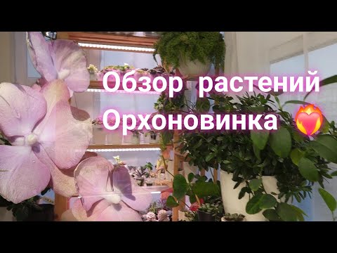 Видео: Обзор растений на моем балконе.Часть 1. Орхоновинка❤️