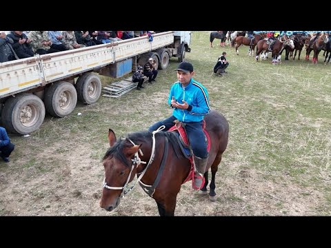 Видео: 19.11.2024 Қазығұрт ауданы Шанақ елді мекені Өсербек атамыздың көкпар тойы