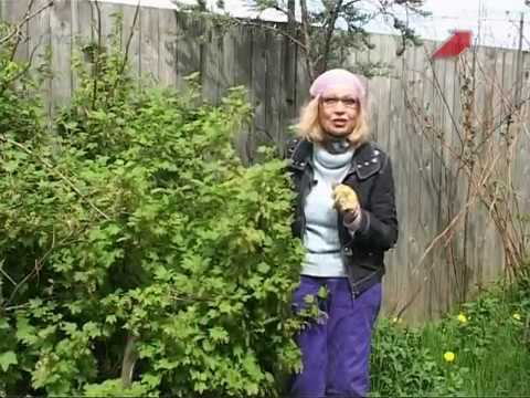 Видео: Сад.  Серия 144.  Красная смородина.